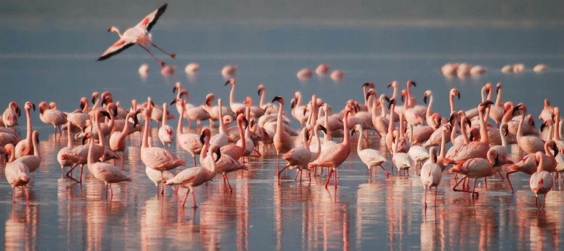 Thousands of pink flamingos wading in a shallow soda lake