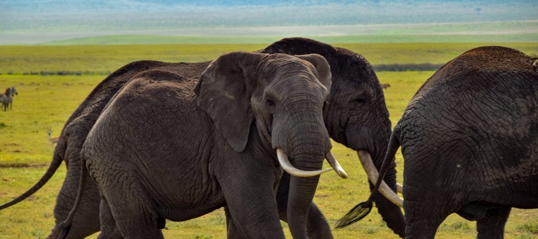 Two African elephants walking side by side on a green plain