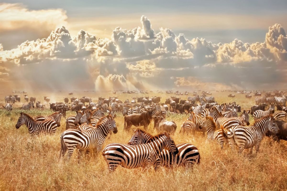 Wildebeest and zebra herds beneath a dramatic golden sky