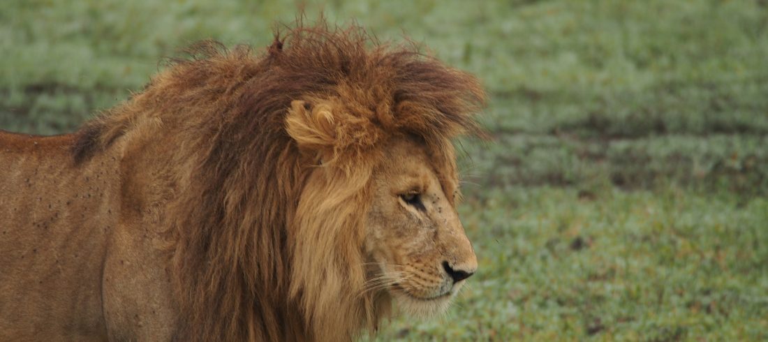 Male lion with a full golden mane resting in the Serengeti grass