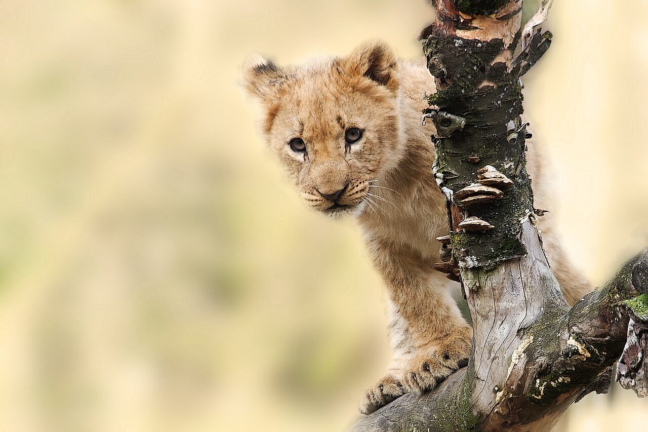 A lion cub peeking from behind a tree