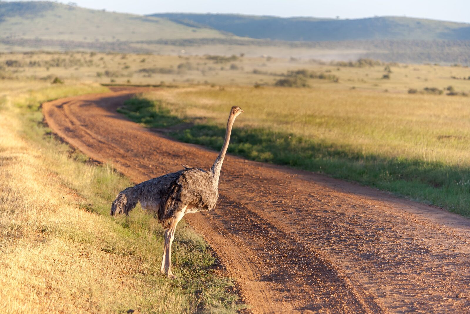 An ostrich walking along a red dirt road across the savanna