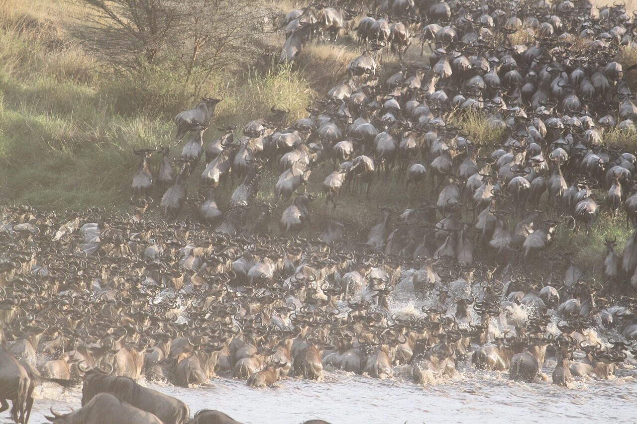 The Great Migration: a mass of wildebeest crossing a river