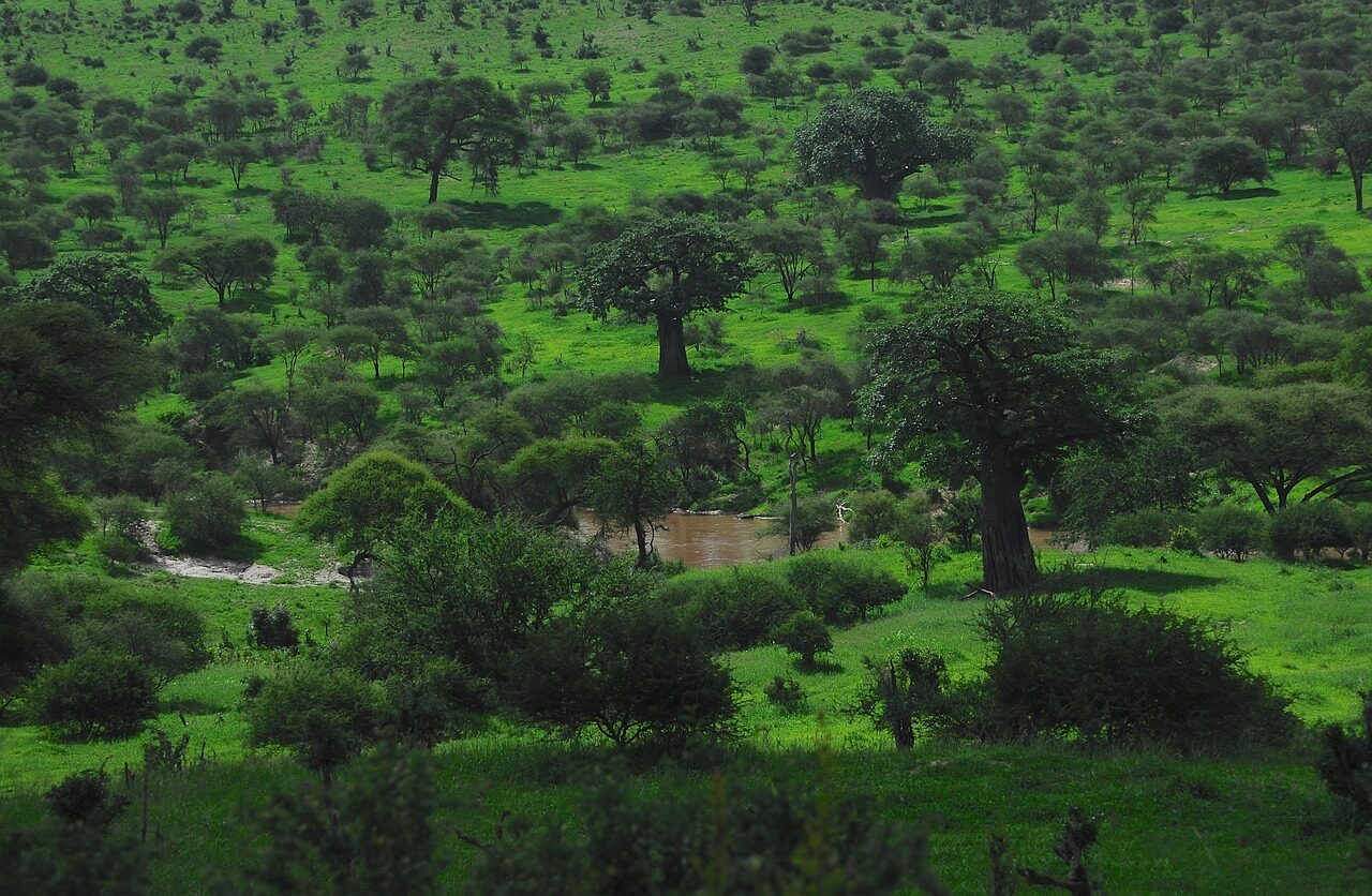 Green Tarangire landscape with scattered trees