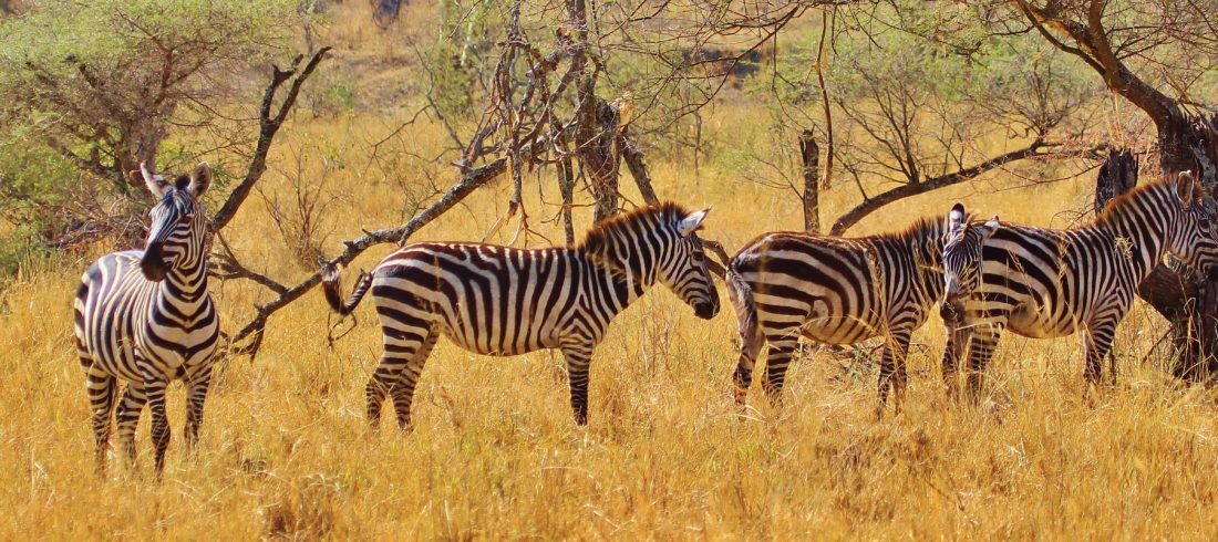 Zebras grazing beneath acacia trees in golden grassland