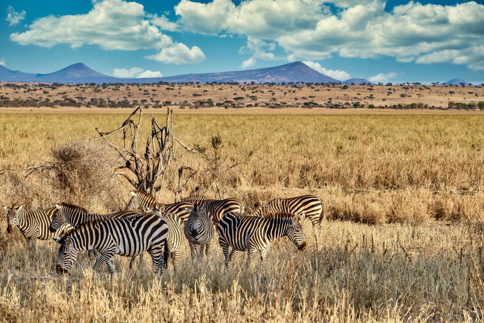 Zebras grazing on sunlit grassland beneath a bright blue sky